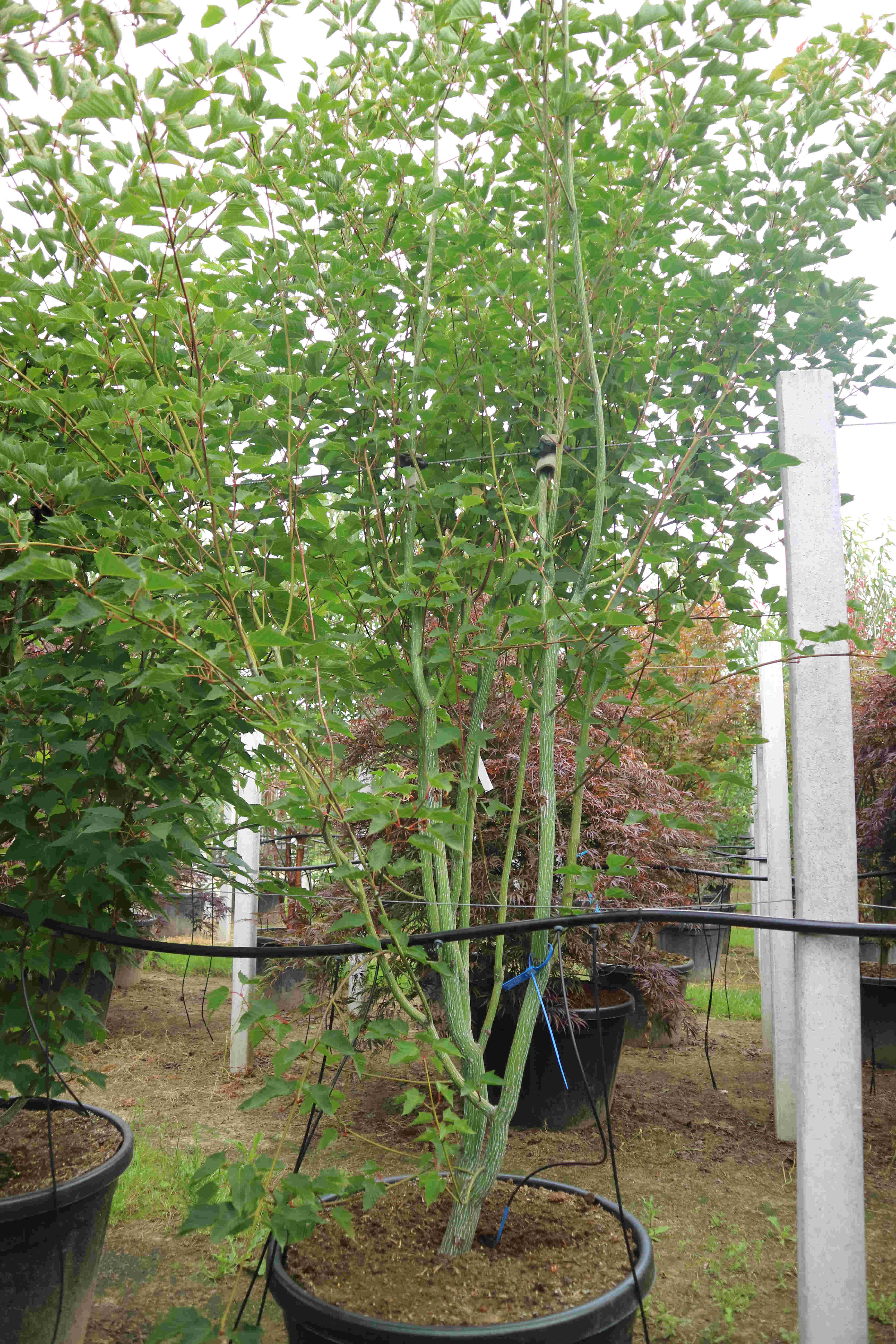 Acer capillipes